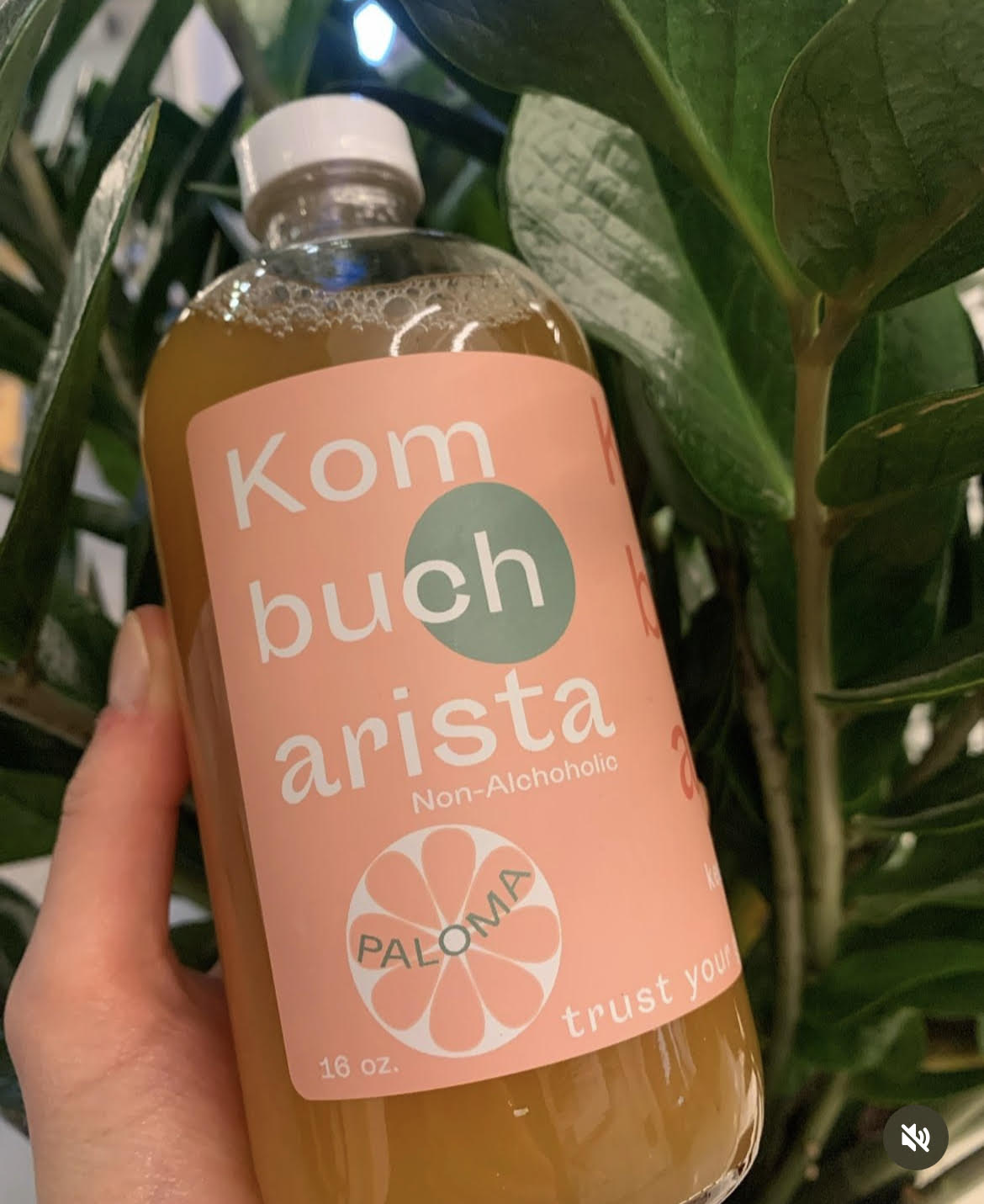 Kombucha - Paloma